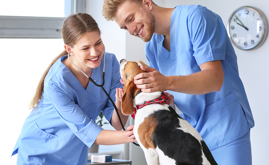 Online Veterinary Assistant from Daytona State College